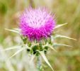 Milk?Thistle?P.E.